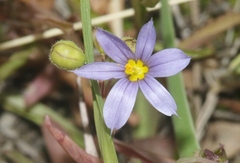 Sisyrinchium montanum