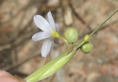 Sisyrinchium montanum