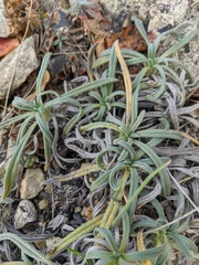 Onosma taurica