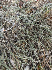 Genista albida
