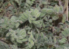 Astragalus parryi