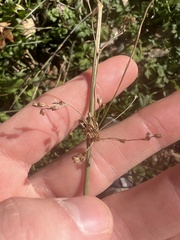 Juncus dudleyi