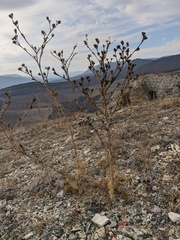 Seseli dichotomum