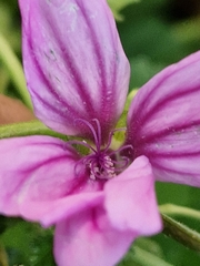 Malva sylvestris