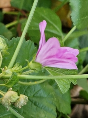 Malva sylvestris