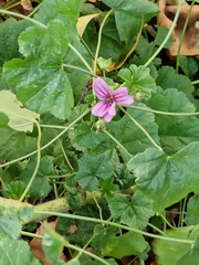 Malva sylvestris
