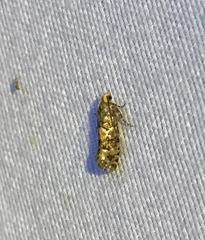 Eucopina tocullionana