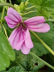 Malva sylvestris