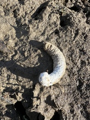 Meleagris gallopavo silvestris