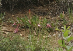 Oenothera cespitosa