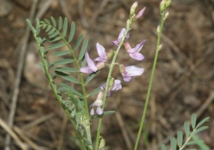 Astragalus flexuosus