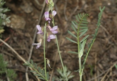 Astragalus flexuosus