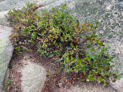 Aronia melanocarpa