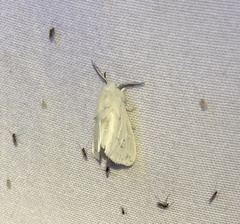 Spilosoma congrua