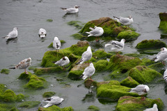 Chroicocephalus ridibundus