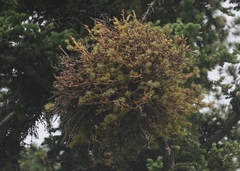 Chrysomyxa arctostaphyli