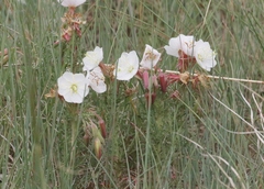 Oenothera coronopifolia