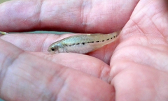 Aphanius almiriensis