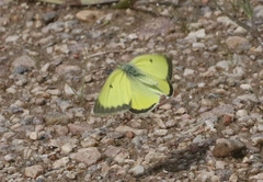 Colias alexandra