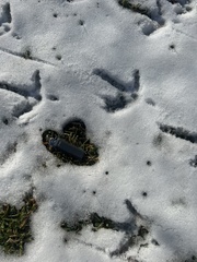 Meleagris gallopavo silvestris