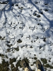 Meleagris gallopavo silvestris