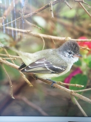 Camptostoma obsoletum