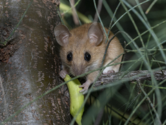 Vandeleuria nilagiricus