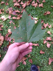 Platanus occidentalis