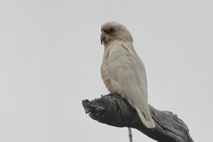 Cacatua pastinator