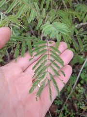 Acaciella angustissima