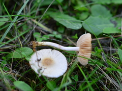 Inocybaceae