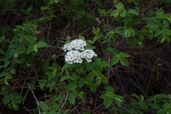 Spiraea media