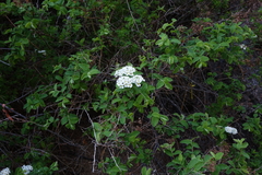 Spiraea media
