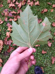 Platanus occidentalis