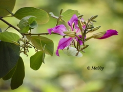 Bauhinia purpurea