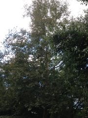Platanus occidentalis