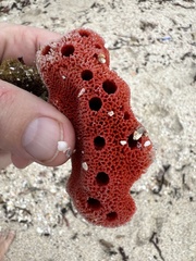 Dragmacidon lunaecharta