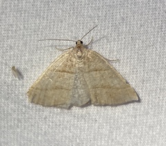 Petrophora subaequaria