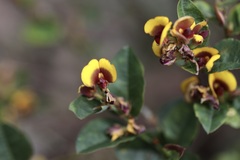 Bossiaea ornata