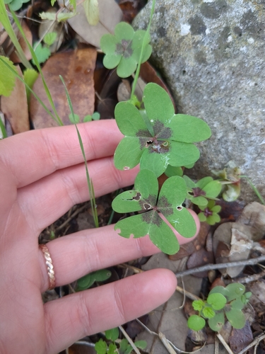 Drummond's woodsorrel (Oxalis drummondii)