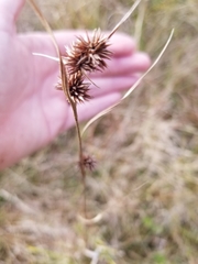 Rhynchospora cephalantha