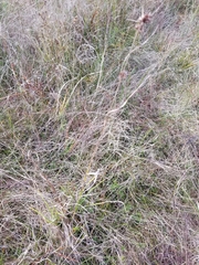 Rhynchospora cephalantha