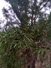 Juniperus ashei
