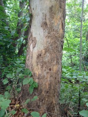 Platanus occidentalis