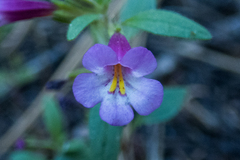 Diplacus torreyi