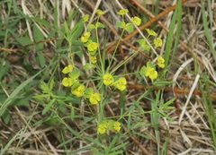 Euphorbia virgata