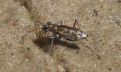 Ellipsoptera cuprascens