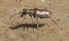 Ellipsoptera cuprascens