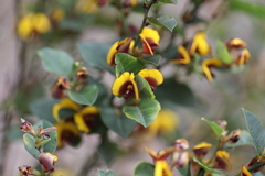 Bossiaea ornata