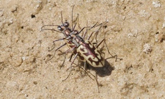 Ellipsoptera cuprascens